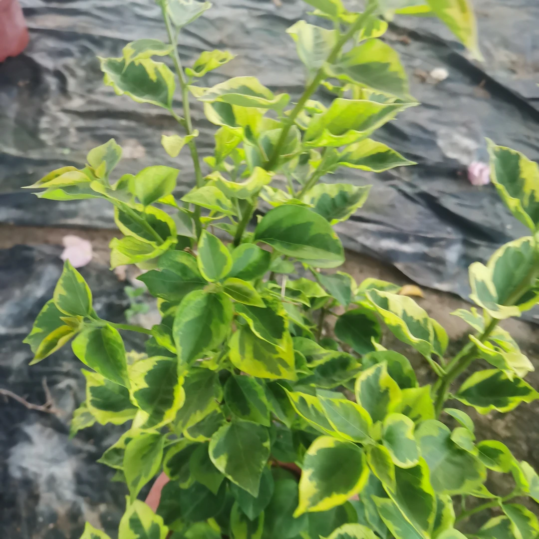 原生台湾姑娘绿化盆栽用于公园田园装饰彩色植物