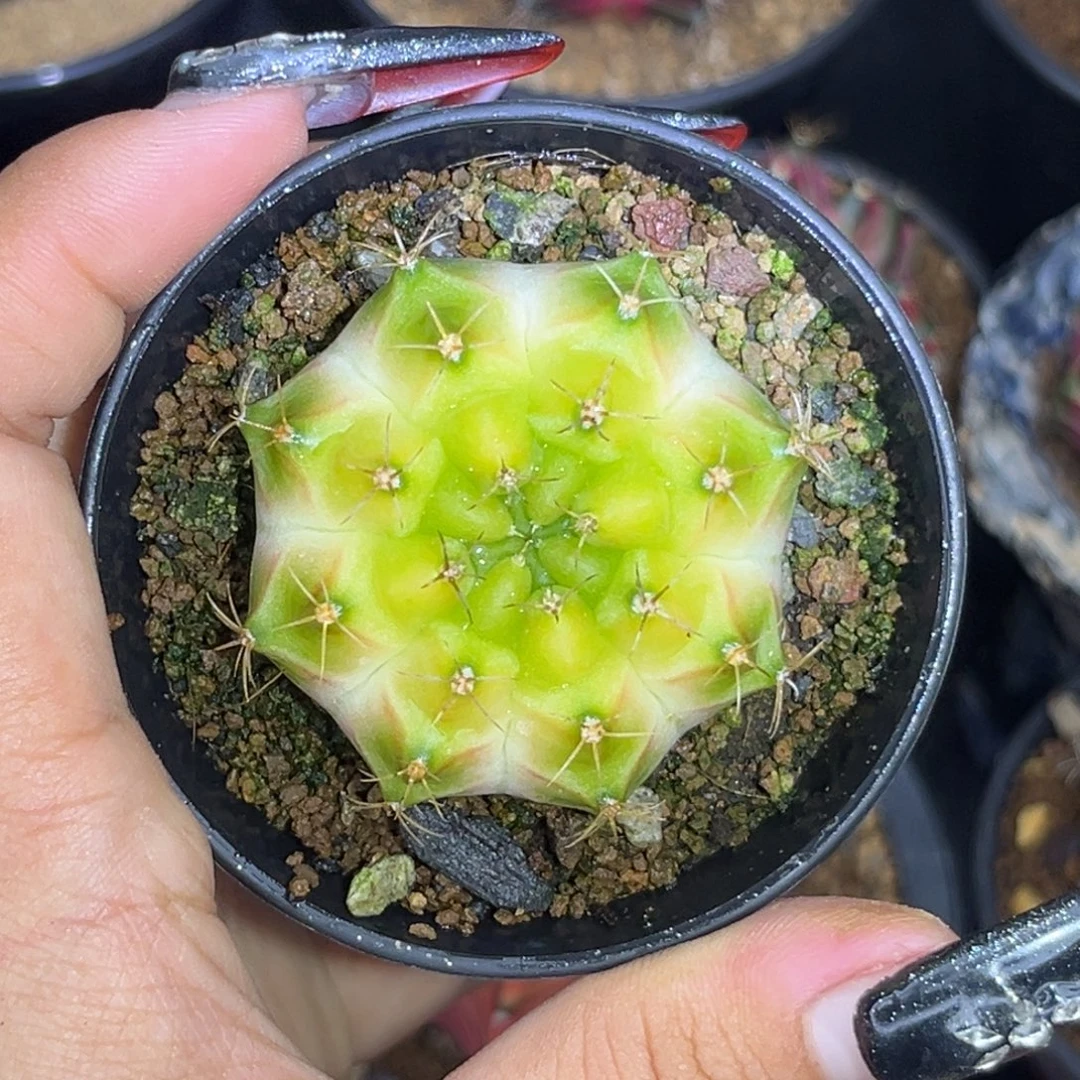 泰系白轮回 带盆土发货