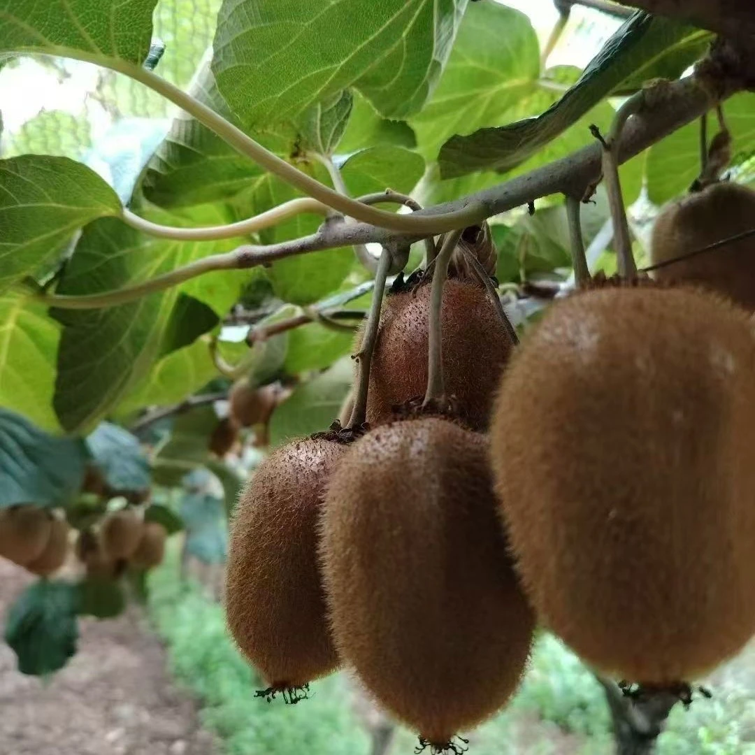 陕西眉县徐香猕猴桃陕西徐香正宗陕西特产汁水充足好吃包邮