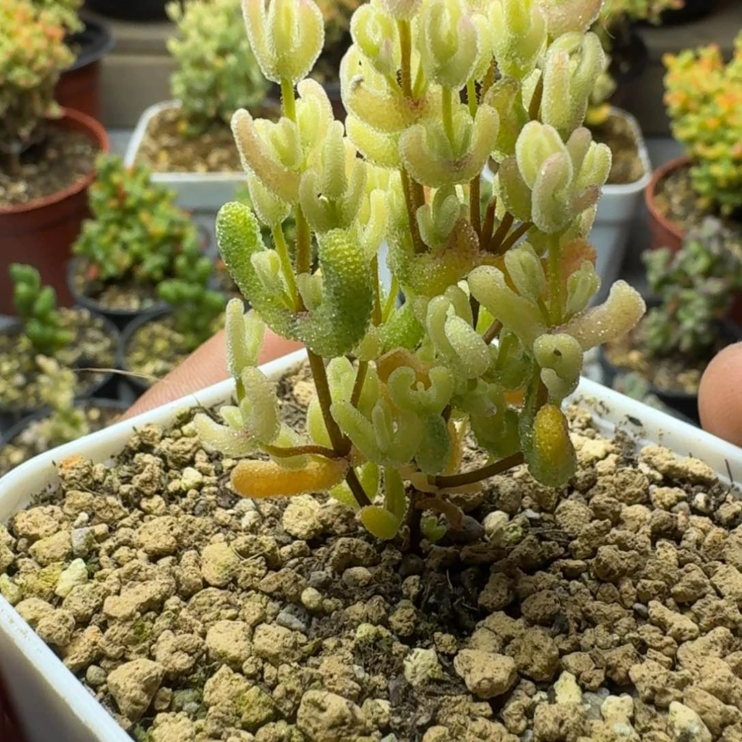 月曲 多肉植物枝干