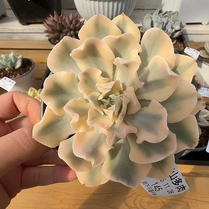 利比里亚锦1111128-145