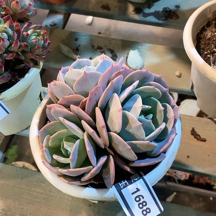 【闪购商品】蓝粉台阁1688