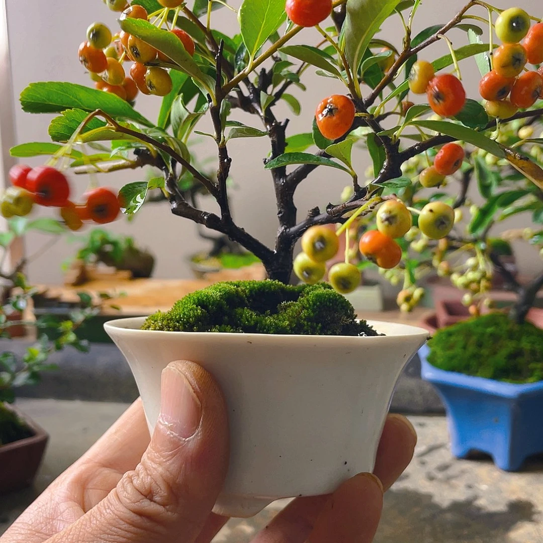 七***°无花朵火棘花开富贵吉祥