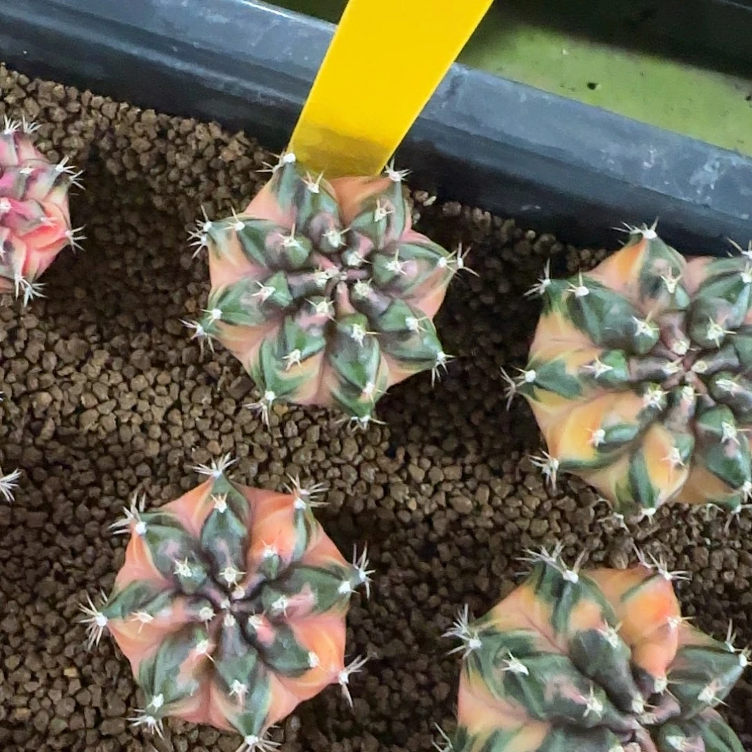 L703-0104泰国发货 樱桃小丸子