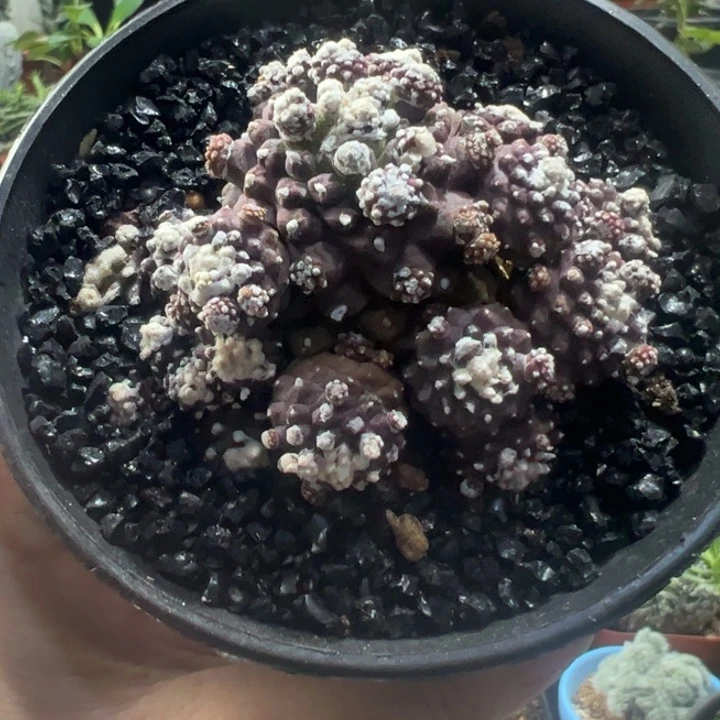 紫爆头带盆111111111111