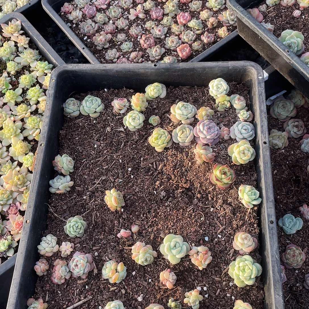 静***宝193。 定。