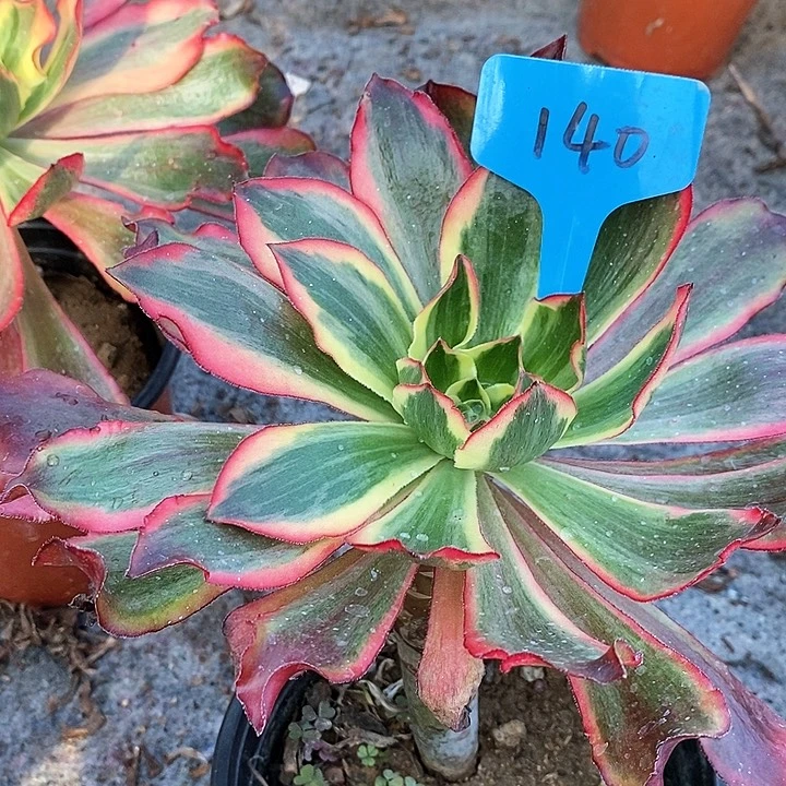 140 一颗魅影法师多肉