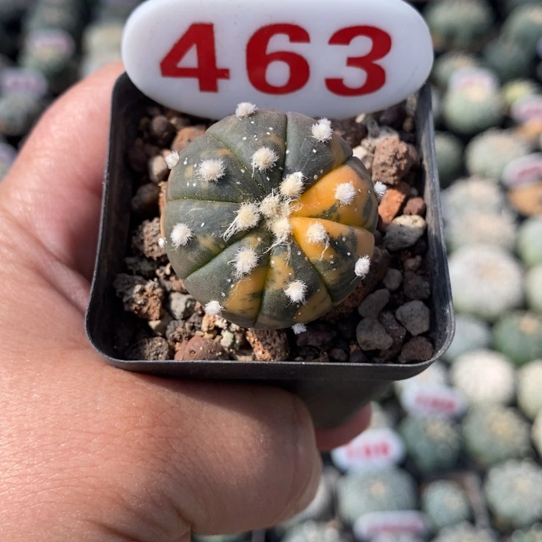 463福利福利系列哦