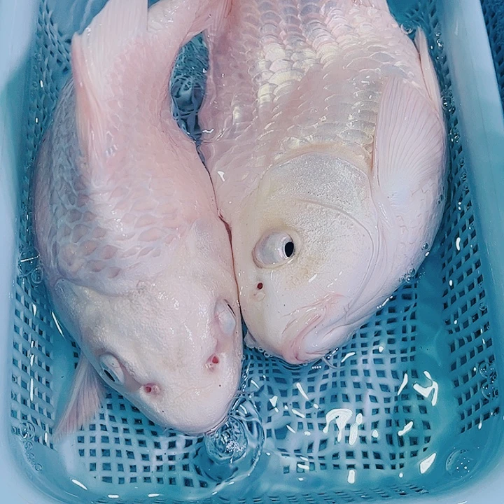 锦鲤锦鲤冷水观赏鱼