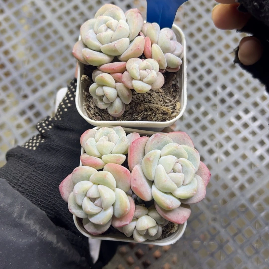 红陶麦**兜125号多肉植物