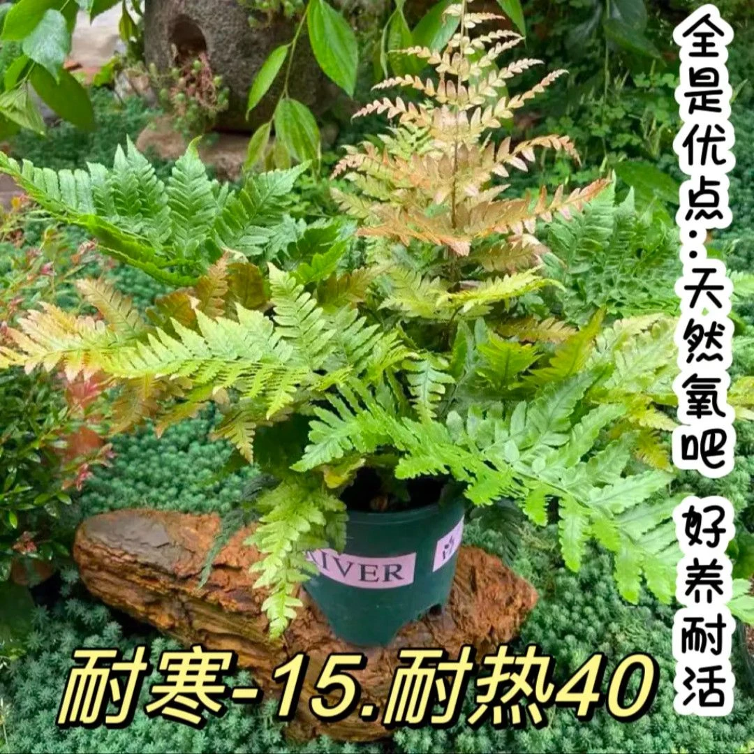 彩虹蕨 室内外盆栽庭院花园四季常青