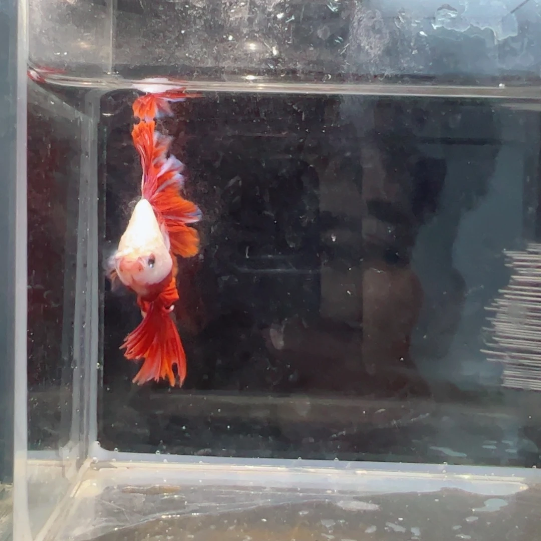 斗鱼浅色仙仙裙特殊尾