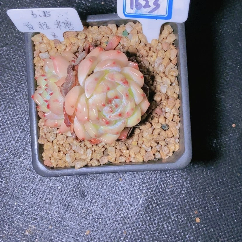 【闪购商品】宗****）1623寄养