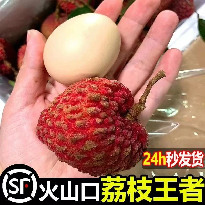都乐海南火山口荔枝王，巨无霸核大荔枝，新鲜水果整箱超级甜荔枝同城送海南省