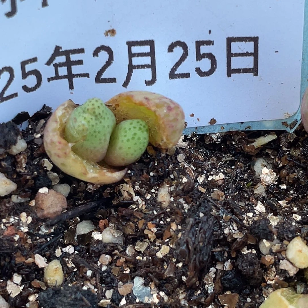 25-93斑马955d小苗多肉植物