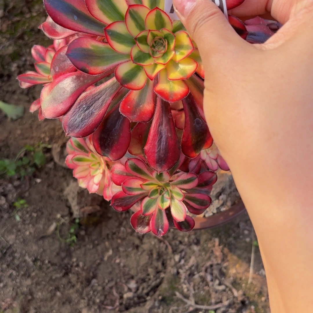 429多肉植物捧花的时候