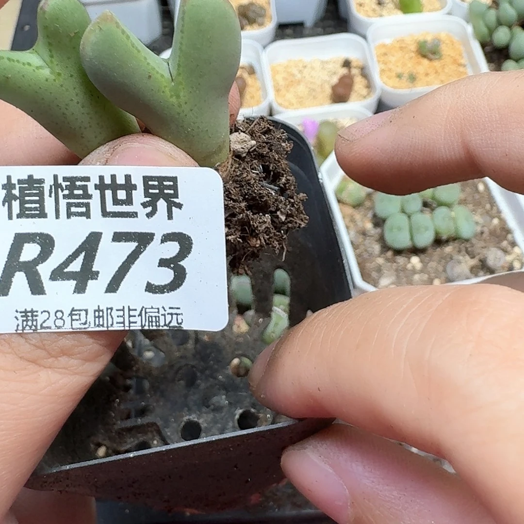 多肉植物多肉植物
