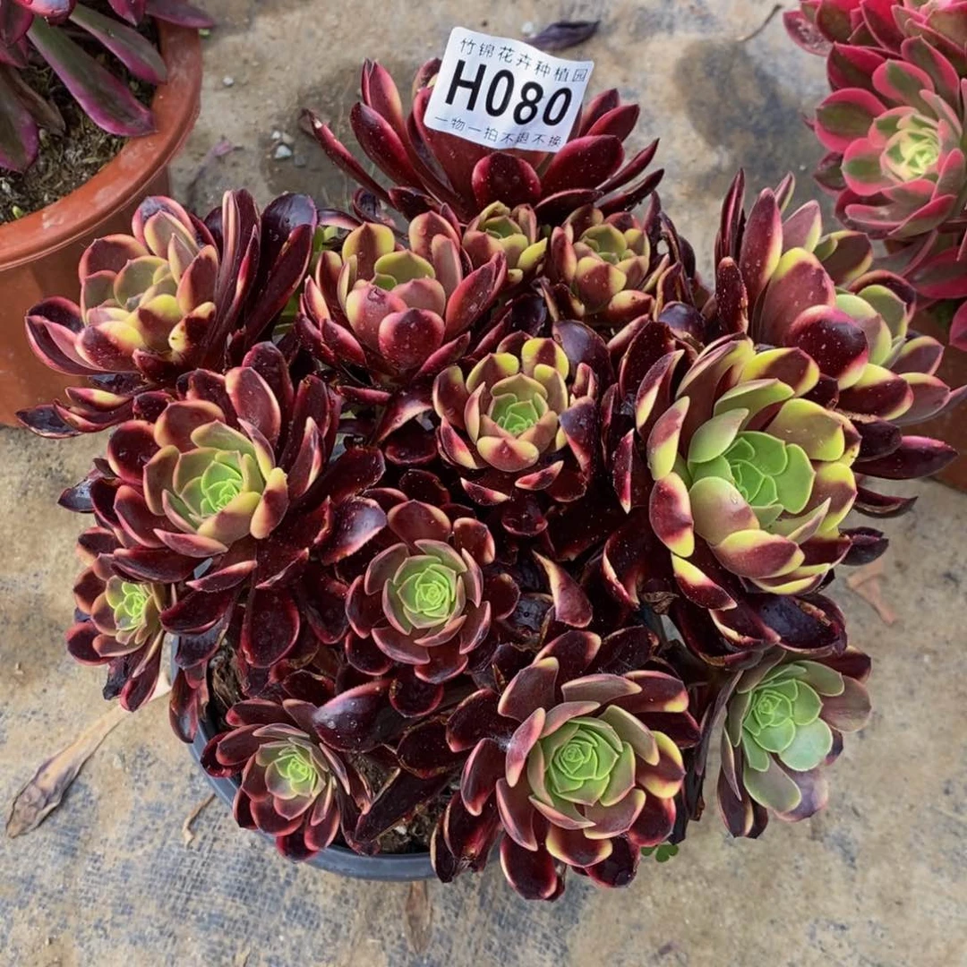 080欧嘉莉嫩桩桩