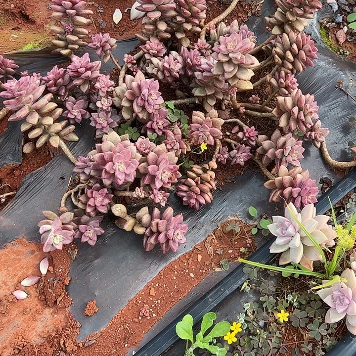 涛***7龙月多肉植物好重的