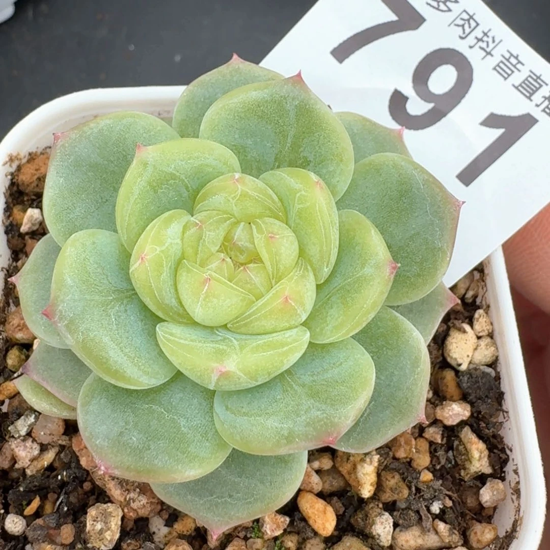 香妃 多肉植物