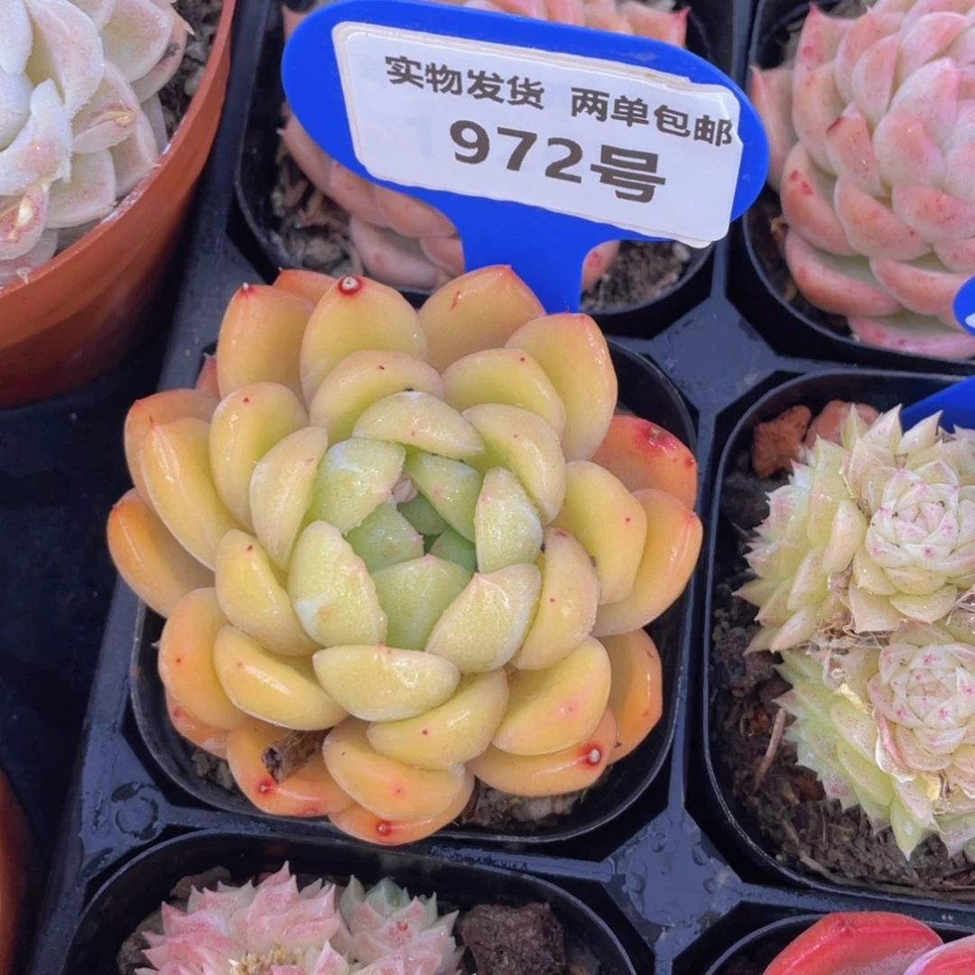 972号黄珍妮单头一个