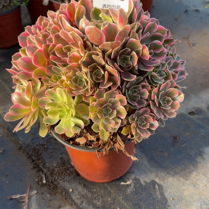 瑞妈多肉园艺389-女妖