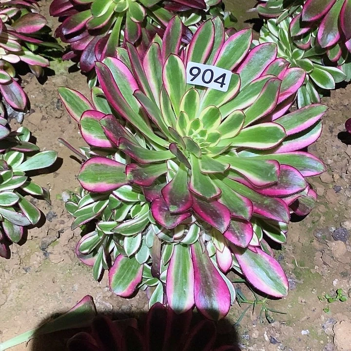 多肉植物法师904冰激凌