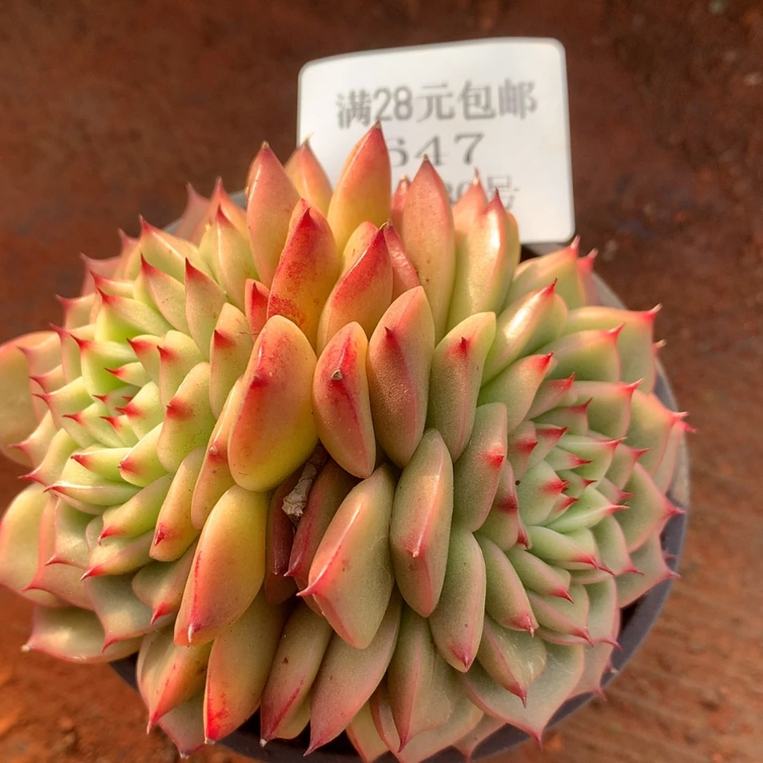 【闪购商品】云647号奇异果8厘米