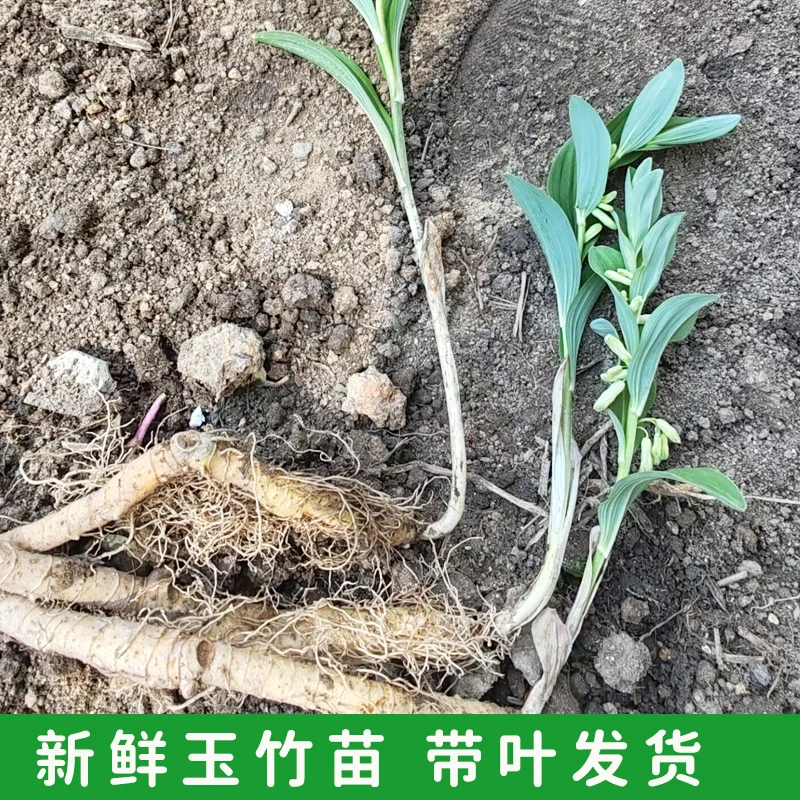 大别山玉竹苗可盆栽新鲜现挖现发成熟玉竹种苗野生中药材玉竹苗