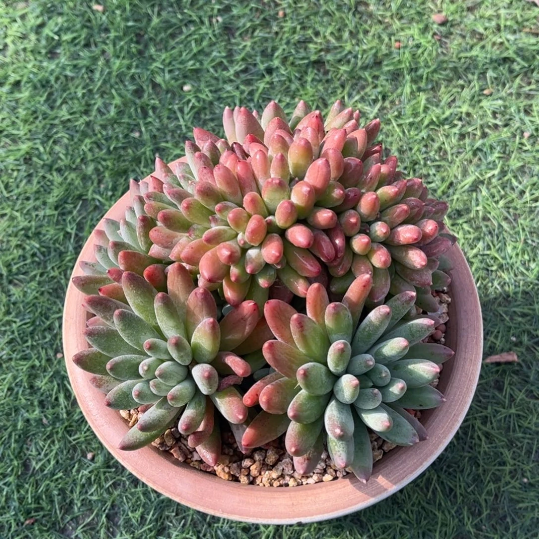 兰亭序缀一物一拍