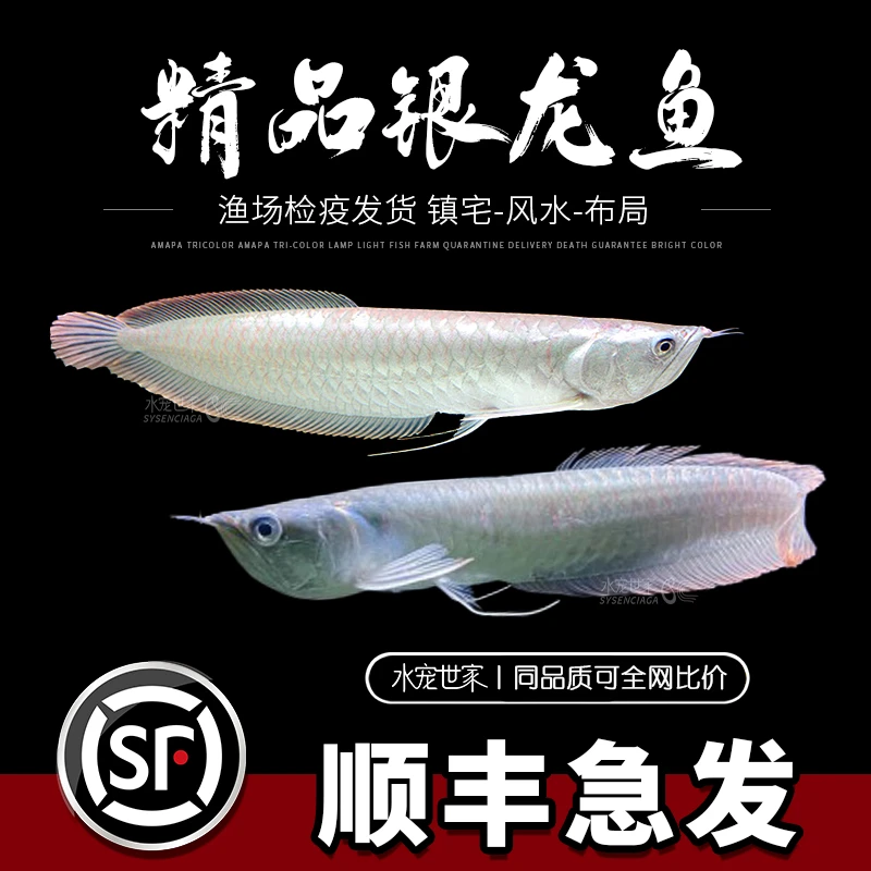 银龙鱼活体大中型热带观赏鱼鱼缸宠物淡水风水鱼发财鱼金龙鱼龙鱼