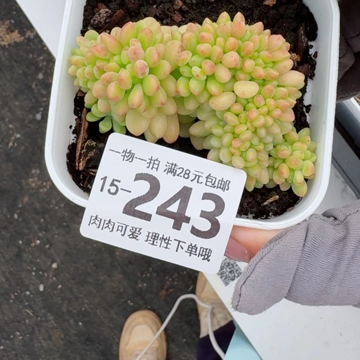 香格里拉缀化多肉无盆土发货