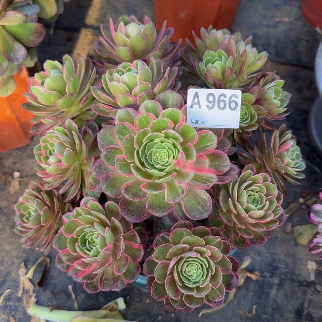 万花筒966。