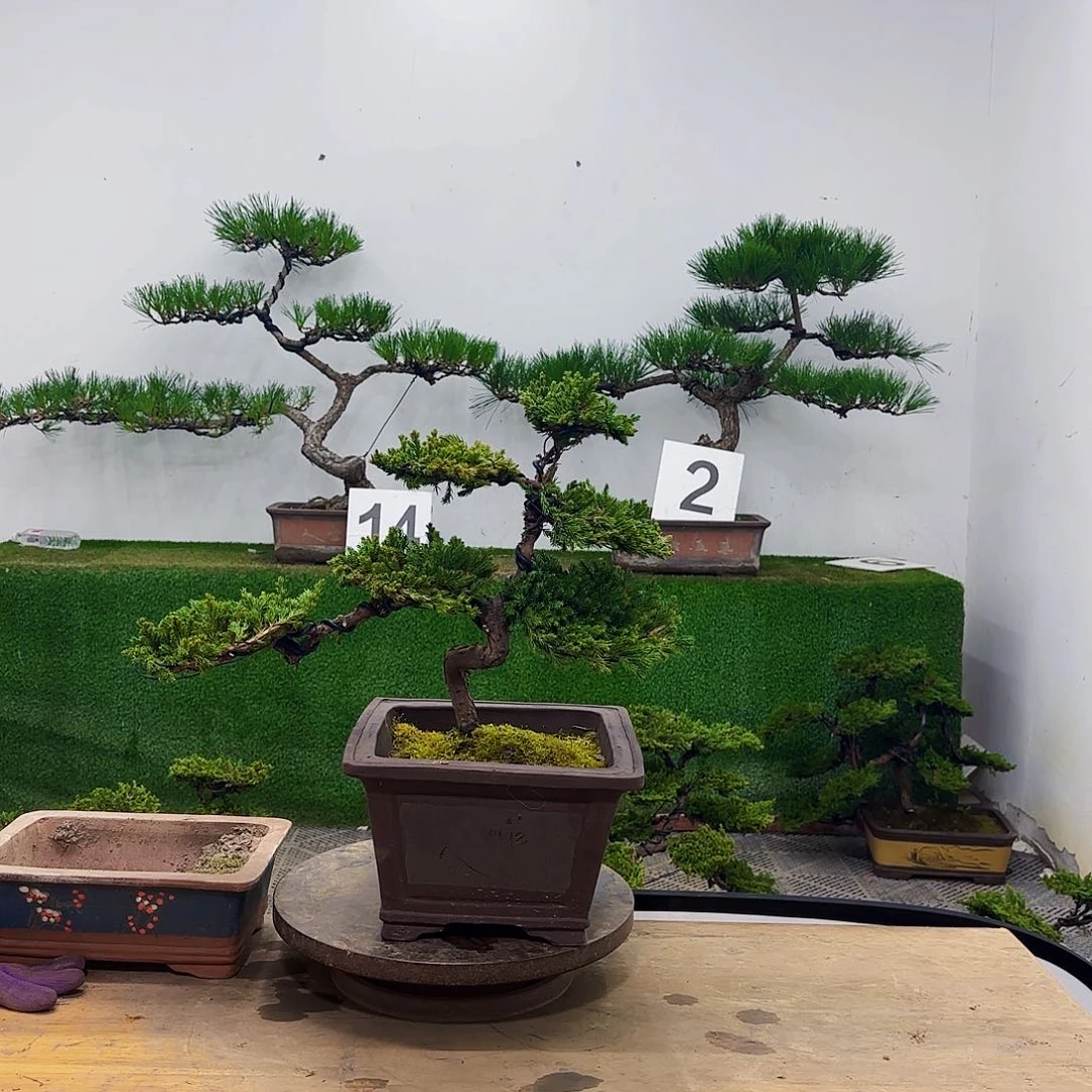 盆景盆景盆景盆景