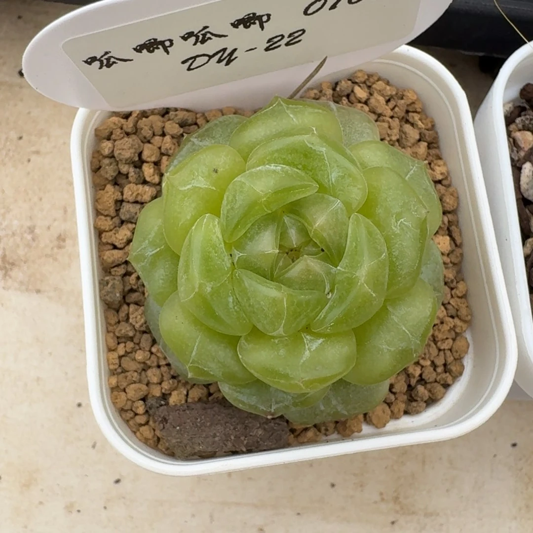 猫***仔0702-022-彩色恋人