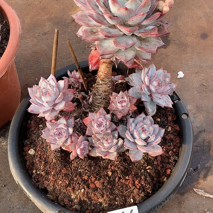 466蓝鸟 一物一拍多肉