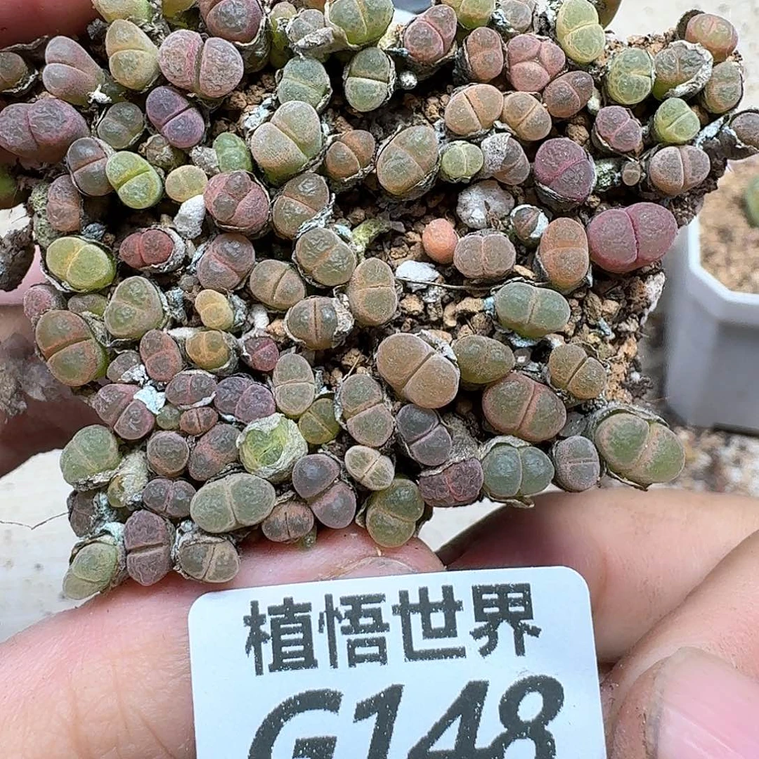 多肉植物的人生fbn