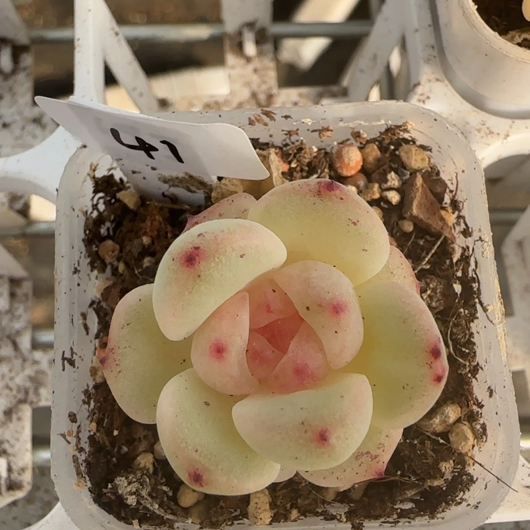 41福利甜心193单头