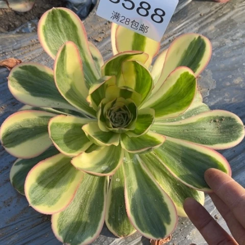 燕姿多肉多肉8588