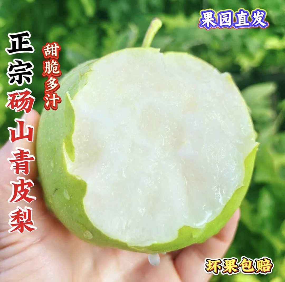 (顺丰包邮）现摘现发水果 正宗砀山黄冠梨 青皮蜜梨脆甜多汁