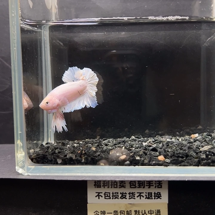 斗鱼竞拍跑单拉黑16日38