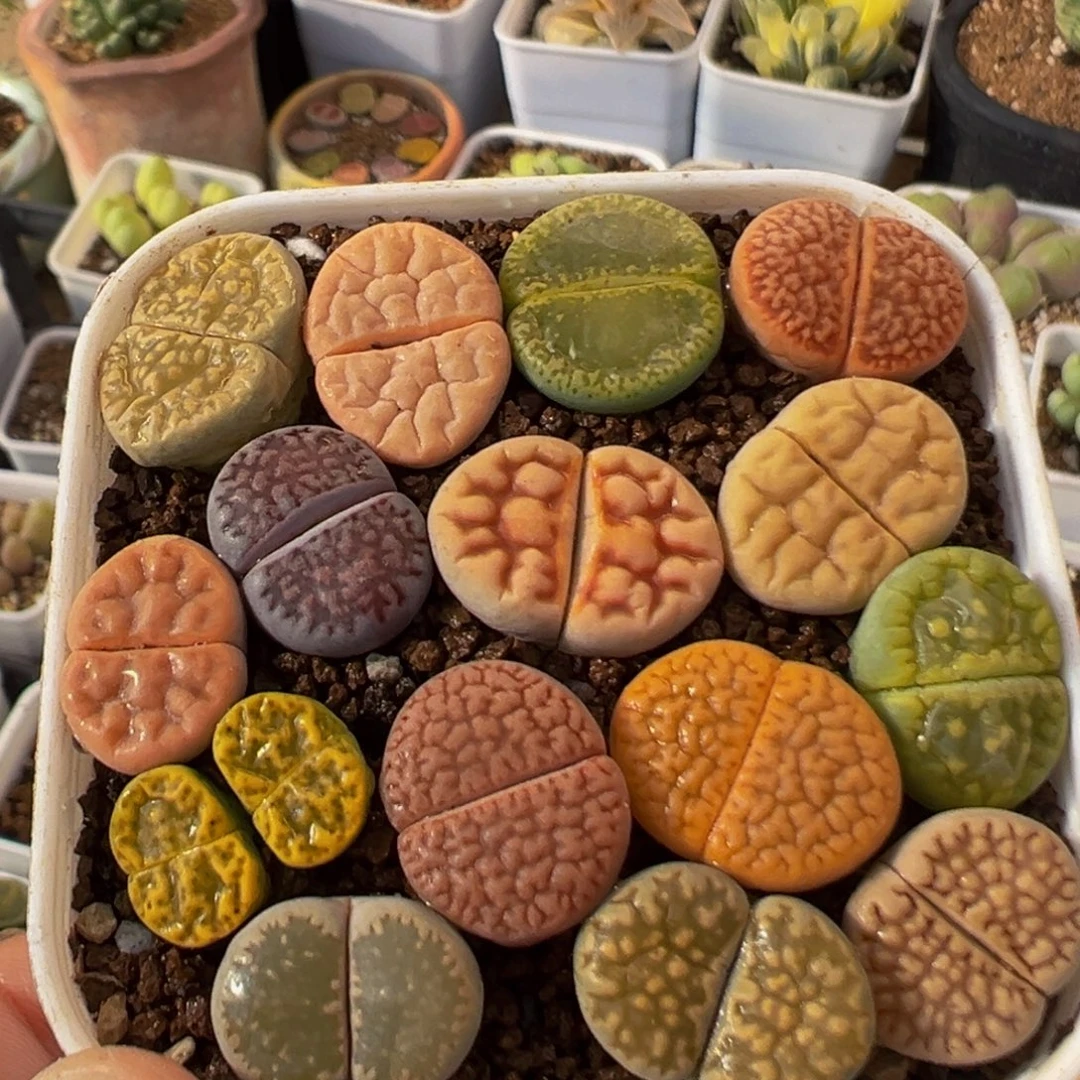 54多肉植物百科植物