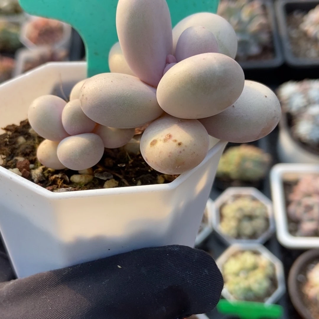 9彩虹奶多肉植物保护