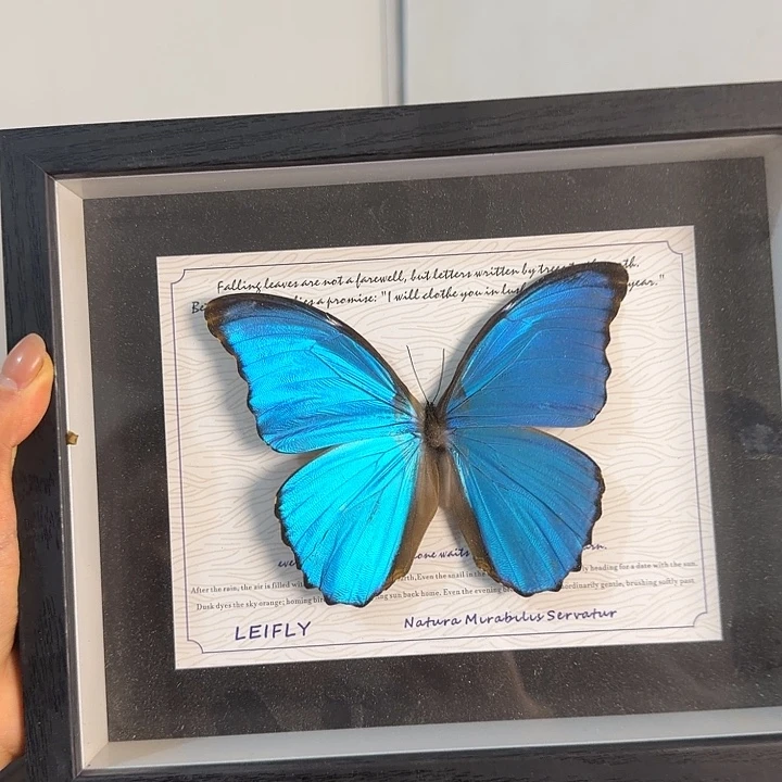 354蝴蝶蝴蝶蝴蝶蝴蝶