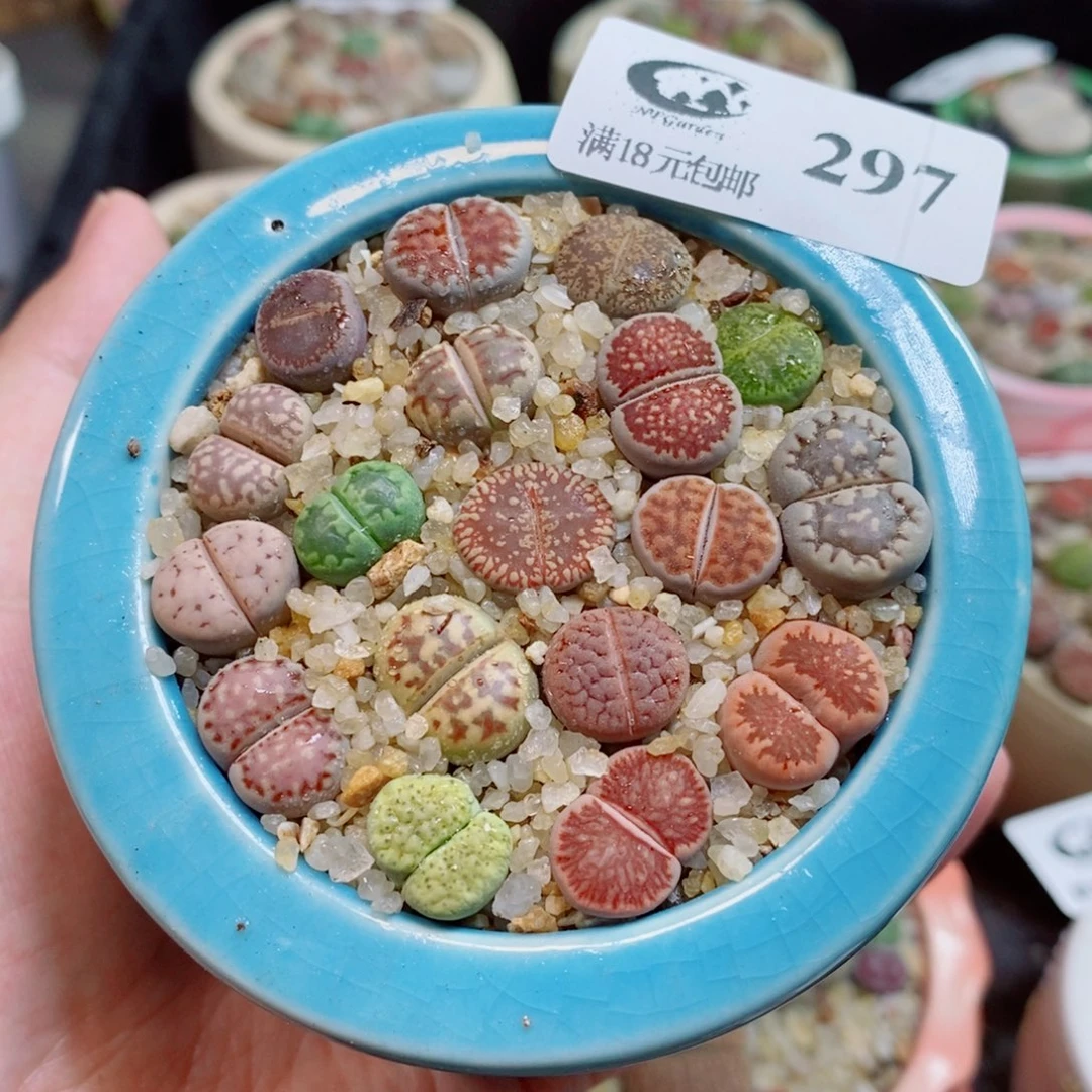 生石花花花花开了297