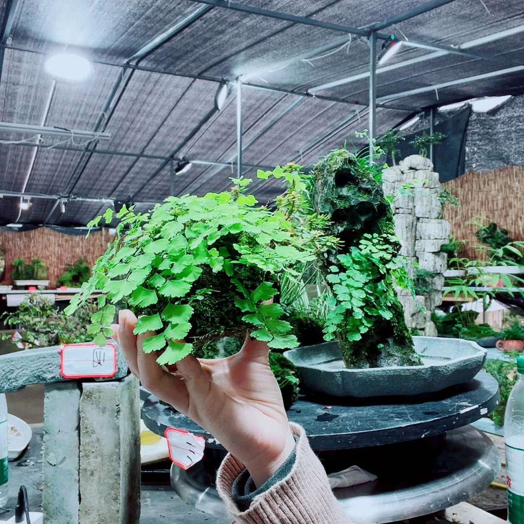 牛***牛当前无花栽培后可以开花