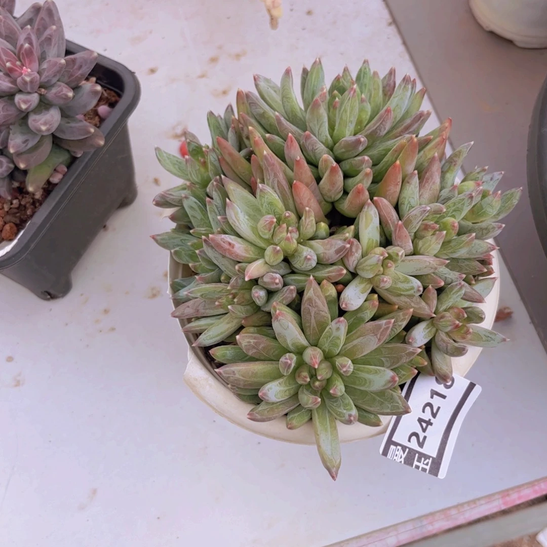 炫彩心多肉植物24218