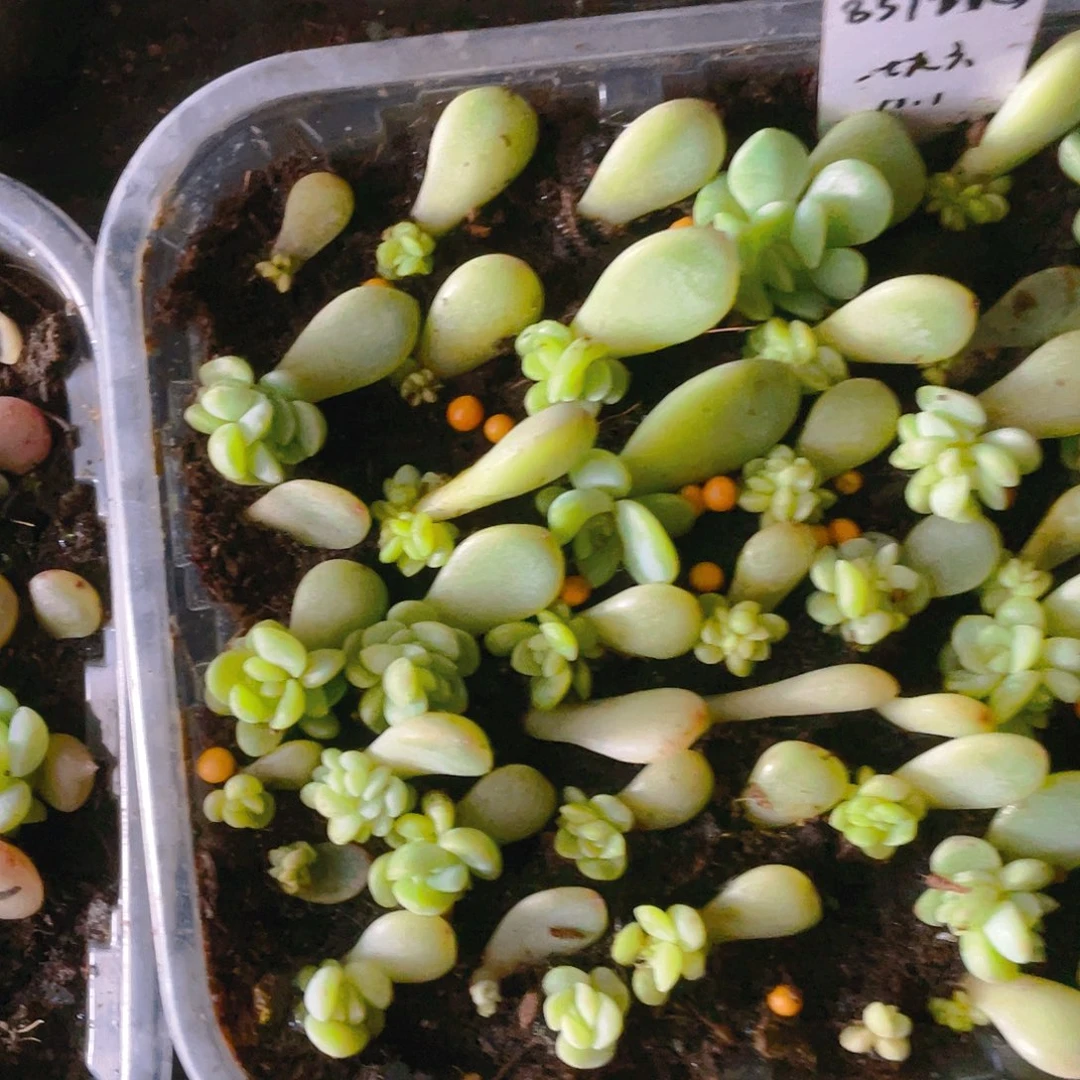 831 三头芝麻苗一个满25包邮