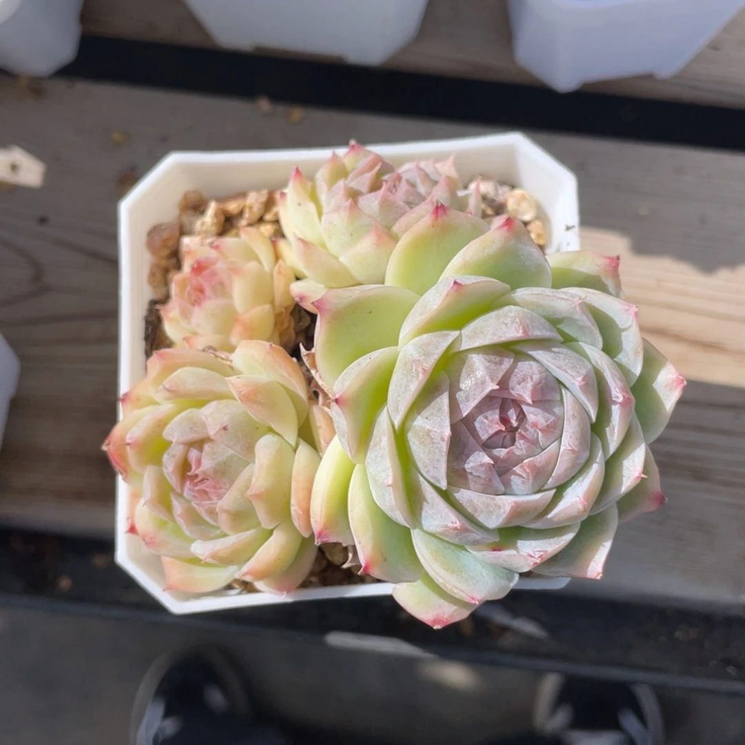 优选海洋之星女王多肉1289