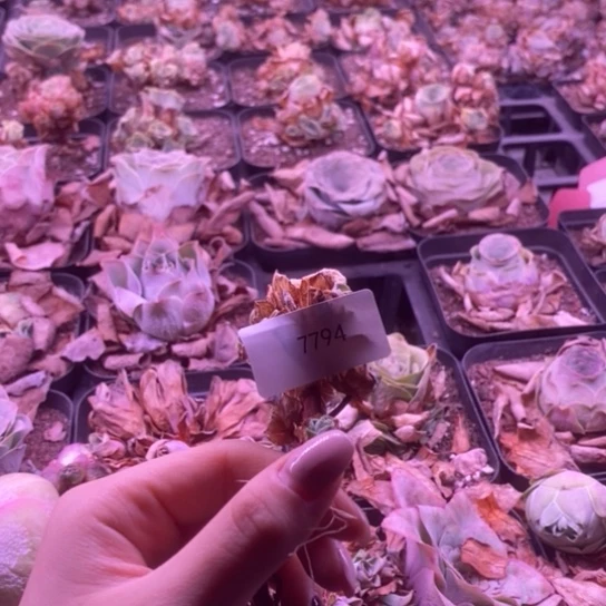 7794玫瑰玫瑰玫瑰